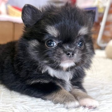 チワワ(ロング)【神奈川県・女の子・2025年9月4日・ブラックタン】の写真「♡キュートな女の子♡」