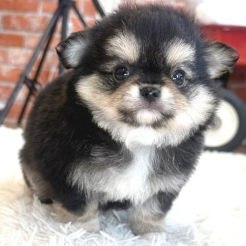 チワワ(ロング)【神奈川県・男の子・2025年9月15日・ブラックタン】の写真「♡元気な可愛い男の子♡」