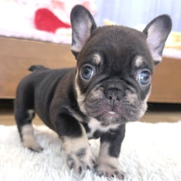 フレンチブルドッグ【神奈川県・男の子・2025年9月13日・チョコタン】の写真「☆レアカラー☆チョコタン男の子☆」