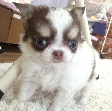 チワワ(ロング)【神奈川県・男の子・2025年10月23日・ホワイト&チョコタン】の写真「♡キュートな男の子♡」