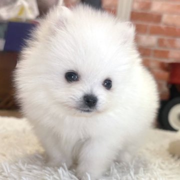 ポメラニアン【神奈川県・男の子・2025年10月10日・クリーム】の写真「♡かわいい男の子♡」