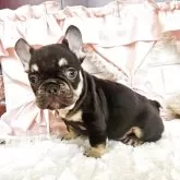 フレンチブルドッグ