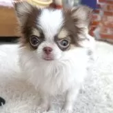 チワワ(ロング)