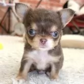 チワワ(ロング)