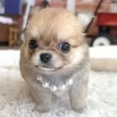 チワワ(ロング)