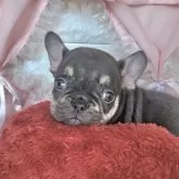 フレンチブルドッグ