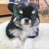 チワワ(ロング)【神奈川県・男の子・2025年1月19日・ブラックタン&ホワイト】の写真1