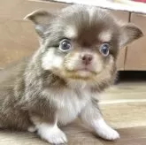 チワワ(ロング)
