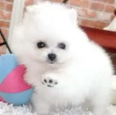 ポメラニアン