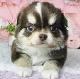 チワワ(ロング)【神奈川県・男の子・2024年12月30日・チョコタン】の写真1