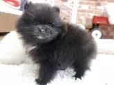 ポメラニアン【神奈川県・男の子・2025年10月26日・ブラック&ホワイト】の写真5