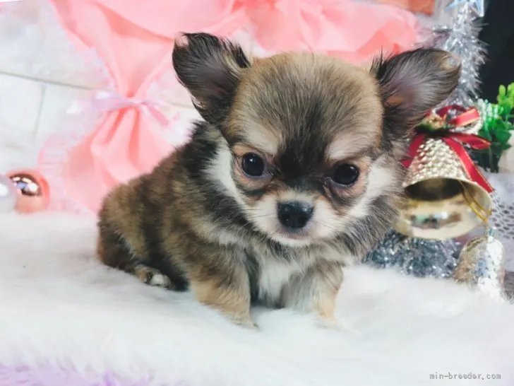 ID：2111-03388の子犬