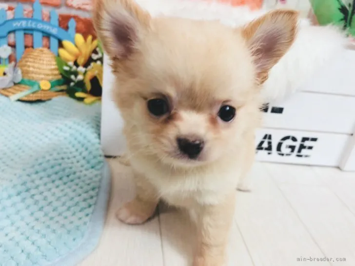 ID：2108-02755の子犬