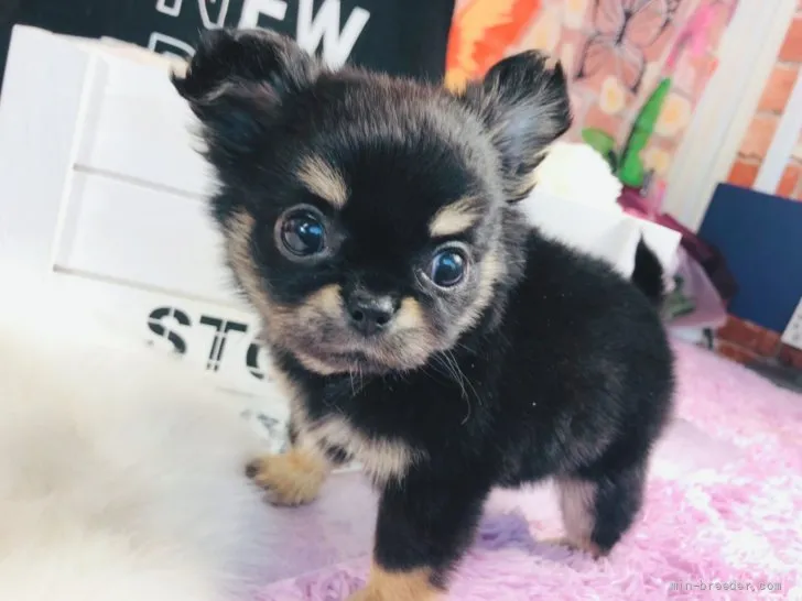 ID：2110-02555の子犬