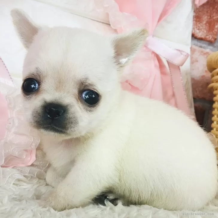 ID：2407-00788の子犬