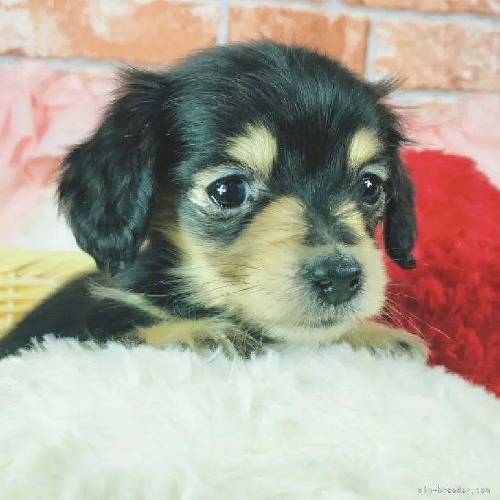 ID：2303-01647の子犬