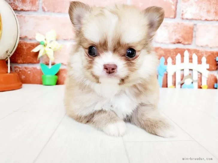 ID：2012-02940の子犬