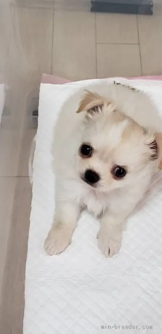 ID：2101-02544の子犬