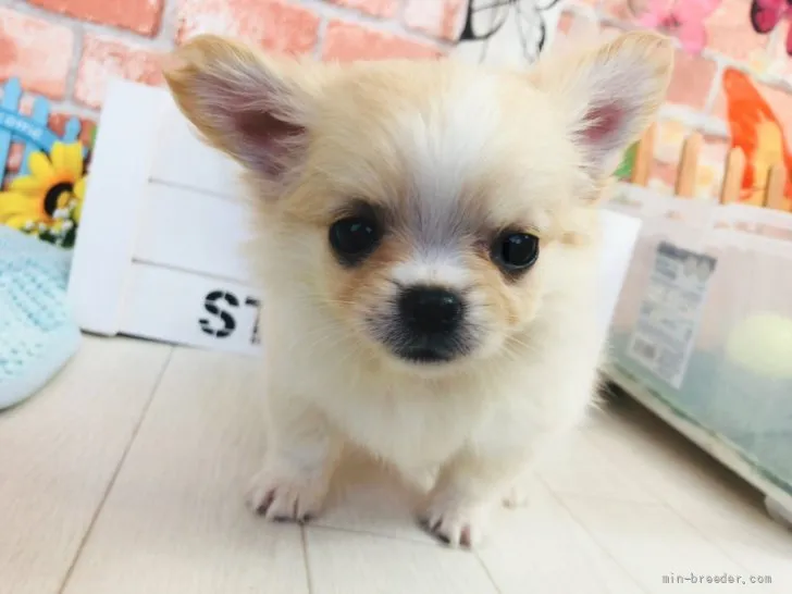 ID:2107-03793の子犬