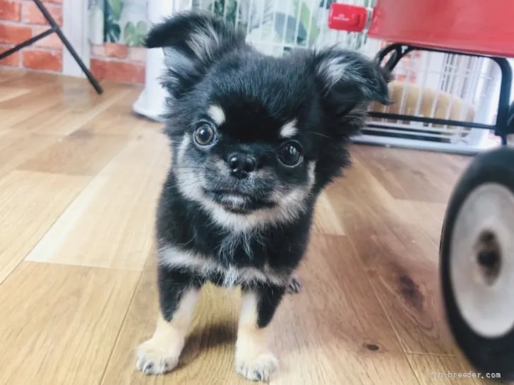 ID:2201-02923の子犬