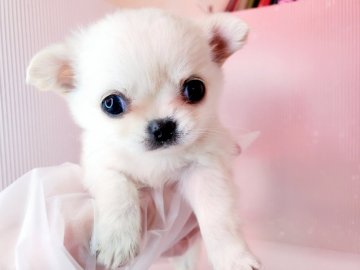 チワワ(ロング)【神奈川県・女の子・2020年12月29日・クリーム】の写真「可愛いお姫様〜♡♡」