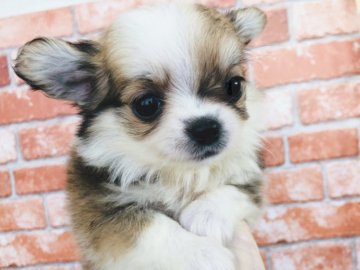 チワワ(ロング)【神奈川県・男の子・2021年6月2日・パーティー】の写真「可愛いお顔の男の子☆*°    (K28)」