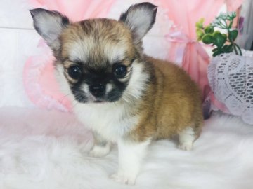 チワワ(ロング)【神奈川県・女の子・2021年11月14日・フォーン&ホワイト】の写真「かわいい女の子♡    (K52)」