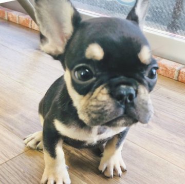 フレンチブルドッグ【神奈川県・女の子・2024年6月6日・ブラックタン】の写真「♡キュートな女の子♡」