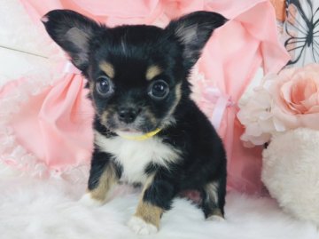 チワワ(ロング)【神奈川県・男の子・2022年1月1日・ブラックタン&ホワイト】の写真「かわいい男の子♡    (K37)」