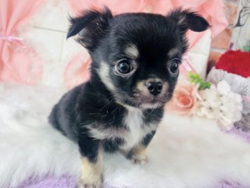 チワワ(ロング)【神奈川県・男の子・2022年1月3日・ブラックタン】の写真「かわいい男の子♡    (K33)」