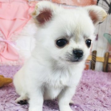 チワワ(ロング)【神奈川県・女の子・2023年3月18日・クリーム】の写真「かわいい女の子♡   (K32)」