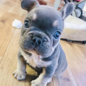 フレンチブルドッグ【神奈川県・男の子・2024年7月5日・ブルータン】の写真「☆ブルータン☆男の子☆」