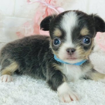 チワワ(ロング)【神奈川県・女の子・2023年7月16日・ブルータン&ホワイト】の写真「珍しいカラーのかわい子ちゃん♡」