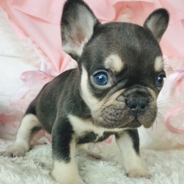 フレンチブルドッグ【神奈川県・男の子・2024年6月6日・チョコタン】の写真「☆レアカラー☆チョコタン男の子☆」