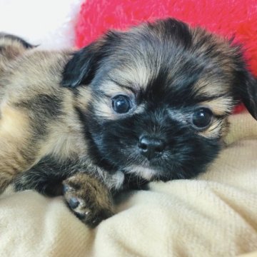 ミックス(チワワ×シーズー) K72【神奈川県・男の子・2022年11月13日・フォーン】の写真「めちゃかわチーズー♡   (K72)」