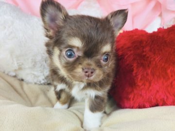 チワワ(ロング)【神奈川県・女の子・2022年2月19日・チョコタン】の写真「カワイイお顔の女の子♡    (K74)」