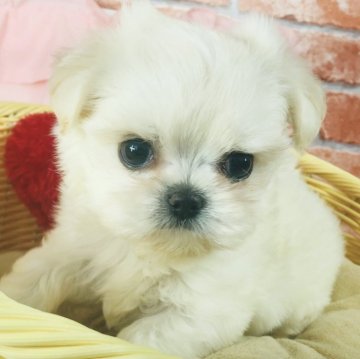 チワマル(マルチーズ×チワワ)【神奈川県・女の子・2024年6月29日・クリーム】の写真「かわいい～女の子♡」