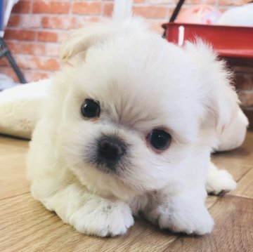チワマル(マルチーズ×チワワ)【神奈川県・男の子・2024年6月29日・クリーム】の写真「かわいい～男の子♡」