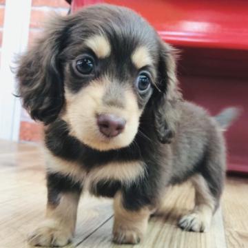 カニンヘンダックスフンド(ロング)【神奈川県・女の子・2022年5月23日・チョコタン】の写真「マイクロチップ・ワクチン☆サービス☆  (K43)」