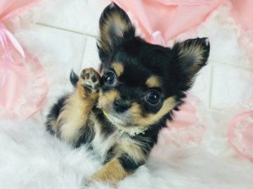 チワワ(ロング)【神奈川県・男の子・2022年1月1日・ブラックタン】の写真「かわいい男の子♡    (K38)」