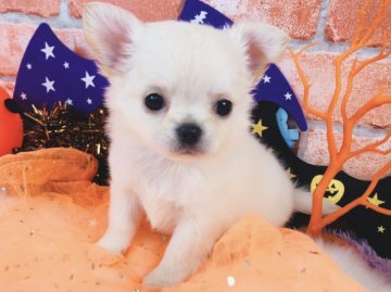 チワワ(ロング)【神奈川県・男の子・2021年9月4日・クリーム】の写真「かわいい男の子♡    (K20)」