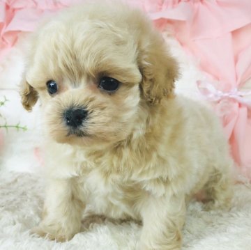 マルプー(マルチーズ×トイプードル)【神奈川県・男の子・2024年3月9日・クリーム】の写真「可愛いマルプー男の子☆」