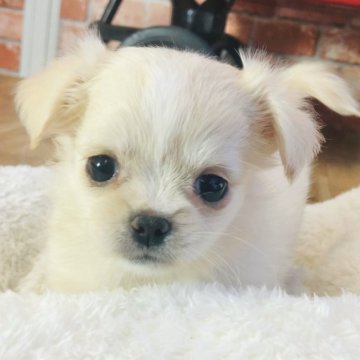 ミックス(チワワ×ペキニーズ)【神奈川県・女の子・2024年7月3日・クリーム】の写真「かわいい～女の子♡」