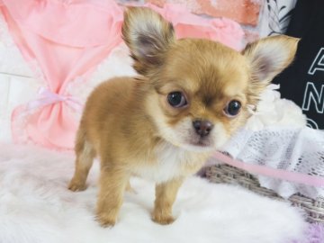 チワワ(ロング)【神奈川県・女の子・2021年11月9日・レッド】の写真「小ぶりチャン♡    (K50)」