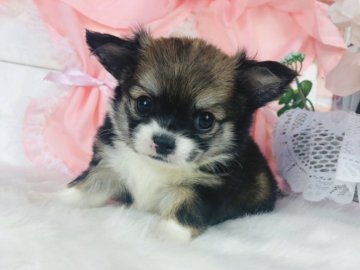 チワワ(ロング)【神奈川県・女の子・2021年11月14日・レッド&ホワイト】の写真「ムチムチの女の子♡    (K54)」