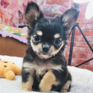 チワワ(ロング)【神奈川県・女の子・2022年7月15日・ブラックタン】の写真「小さなお姫様♡  (K94)」