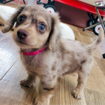 カニンヘンダックスフンド(ロング)【神奈川県・男の子・2022年8月23日・チョコダップル】の写真「可愛い‎‎チョコダップル☆✩˚     (K18)」