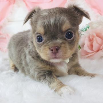 チワワ(ロング)【神奈川県・女の子・2022年10月29日・イザベラタン&ホワイト】の写真「キレイなカラーです♡   (K49)」