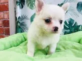 チワワ(ロング)【神奈川県・男の子・2021年6月23日・クリーム】の写真1