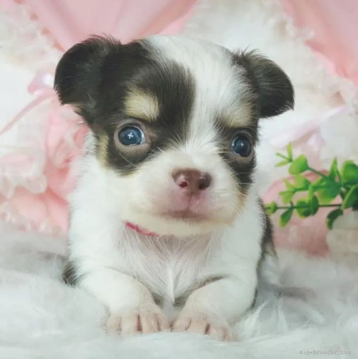 ID：2212-00055の子犬